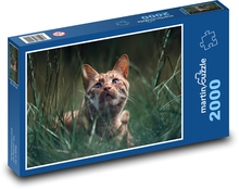 Mačka - zviera, kocúrik Puzzle 2000 dielikov - 90 x 60 cm