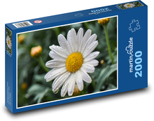 Stokrotka - kwiat, wiosna Puzzle 2000 elementów - 90x60 cm