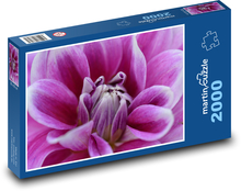 Jiřina - fialová květina Puzzle 2000 dílků - 90 x 60 cm