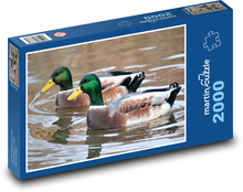 Kaczka - ptaki, woda Puzzle 2000 elementów - 90x60 cm