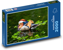 Kaczka mandarynka Puzzle 2000 elementów - 90x60 cm