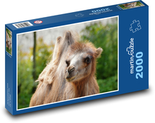 Camel - animal, mammal Puzzle 2000 pieces - 90 x 60 cm