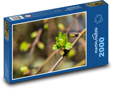 Frühlingsknospen auf einem Zweig Puzzle 2000 Teile - 90 x 60 cm