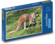 Kangaroo - mammal, animal Puzzle 2000 pieces - 90 x 60 cm