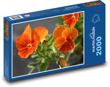 Pomarańczowe bratki Puzzle 2000 elementów - 90x60 cm