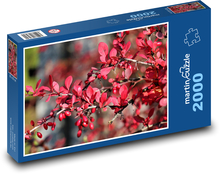 Dřišťál - keř, rostlina Puzzle 2000 dílků - 90 x 60 cm