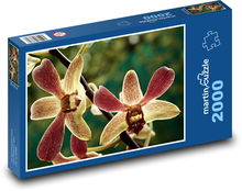 Orchidea - kwiat Puzzle 2000 elementów - 90x60 cm