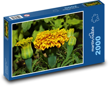American marigold Puzzle 2000 pieces - 90 x 60 cm