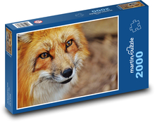 Fox - mammal, wild Puzzle 2000 pieces - 90 x 60 cm