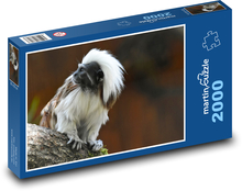 Opice v zoo Puzzle 2000 - 90x60 cm