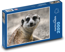 Meerkats at the zoo Puzzle 2000 pieces - 90 x 60 cm