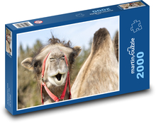 Camel in Africa Puzzle 2000 pieces - 90 x 60 cm
