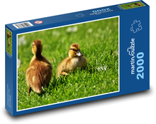 Duck chicks in grass Puzzle 2000 pieces - 90 x 60 cm