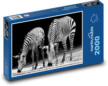 Zebry - Afrika, zoo Puzzle 2000 dílků - 90 x 60 cm