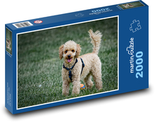 Poodle in the grass Puzzle 2000 pieces - 90 x 60 cm