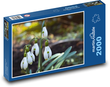 Snežienky - jarné kvety Puzzle 2000 dielikov - 90 x 60 cm
