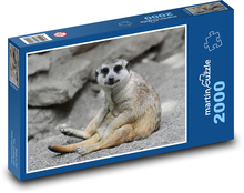 Meerkat - zoo, animal Puzzle 2000 pieces - 90 x 60 cm