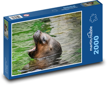 Sea lion - animal, nature Puzzle 2000 pieces - 90 x 60 cm