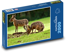 Králicu pampy - zviera, zoo Puzzle 2000 dielikov - 90 x 60 cm