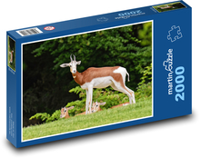 Gazela - Afrika, zviera Puzzle 2000 dielikov - 90 x 60 cm