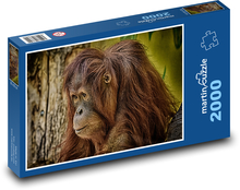 Orangutan - opice, zoo Puzzle 2000 dílků - 90 x 60 cm