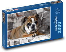 Puppy - bulldog, dog Puzzle 2000 pieces - 90 x 60 cm