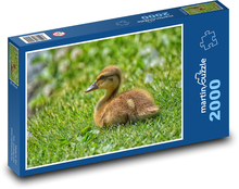 Kaczątko - słodkie zwierzę Puzzle 2000 elementów - 90x60 cm