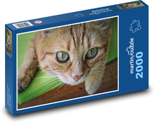 Tigerkatze - Kätzchen, Haustier Puzzle 2000 Teile - 90 x 60 cm