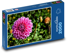 Růžová jiřina - zahradní květina, podzim Puzzle 2000 dílků - 90 x 60 cm
