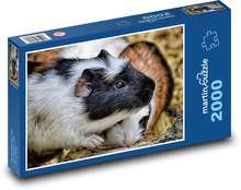 Morče - mláďata, hlodavec Puzzle 2000 dílků - 90 x 60 cm