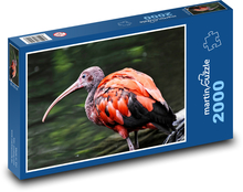 Ibis - mláďa, vták Puzzle 2000 dielikov - 90 x 60 cm