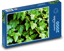 Ivy - plant, garden Puzzle 2000 pieces - 90 x 60 cm