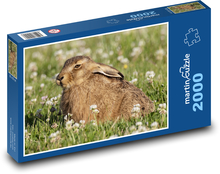 Zajac - mláďa, lúka Puzzle 2000 dielikov - 90 x 60 cm