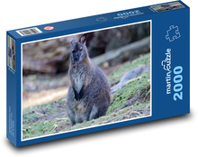 Klokan - zvíře, Austrálie Puzzle 2000 dílků - 90 x 60 cm