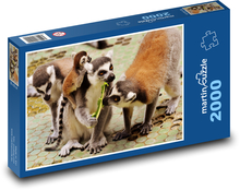 Lemur - opice, zoo Puzzle 2000 dílků - 90 x 60 cm