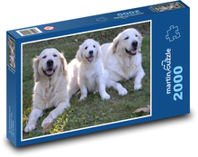Zlatý retriever - psi, štěně Puzzle 2000 dílků - 90 x 60 cm