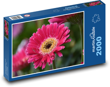 Kvetina - gerbera, kvet Puzzle 2000 dielikov - 90 x 60 cm