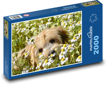 Havanský psík - sedmikrásky, louka Puzzle 2000 - 90x60 cm