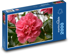 Camellia - pink flower, garden Puzzle 2000 pieces - 90 x 60 cm