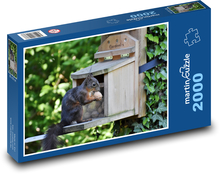 Wiewiórka - zwierzę, las Puzzle 2000 elementów - 90x60 cm