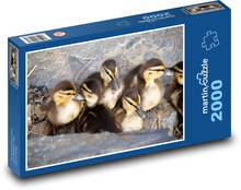 Kaczki - młode, ptaki Puzzle 2000 elementów - 90x60 cm