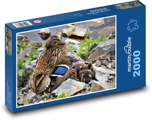 Kačica - kačica, mláďatá Puzzle 2000 dielikov - 90 x 60 cm