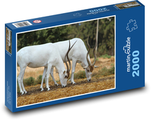 White antelope - animals, nature Puzzle 2000 pieces - 90 x 60 cm