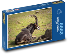 Antilopa - divoká zvěř Puzzle 2000 dílků - 90 x 60 cm