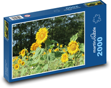 Slunečnice - žlutý květ, jaro Puzzle 2000 dílků - 90 x 60 cm