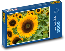 Slunečnice - zahrada, žlutý květ Puzzle 2000 dílků - 90 x 60 cm