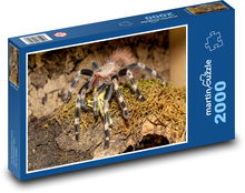 Tarantule - sklípkan, pavouk Puzzle 2000 dílků - 90 x 60 cm