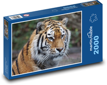Tygr - dravec, zoo Puzzle 2000 dílků - 90 x 60 cm