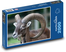 Muflon - ssak, baran Puzzle 2000 elementów - 90x60 cm