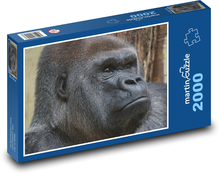 Gorila - opice, zvíře Puzzle 2000 dílků - 90 x 60 cm